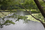 夏の京都・龍安寺「鏡容池」