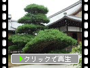 京都・金閣寺の「陸舟の松」と庭園の苔岩