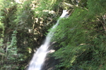 緑陰期のカエデと琵琶の滝