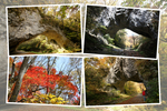 秋の紅葉に包まれた帝釈峡の「雄橋」