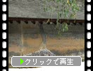 夏の京都・龍安寺「石庭」の石組み