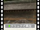 京都・龍安寺の「石庭」と「土塀」の風情