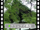 京都・龍安寺の参道と夏緑のモミジ