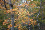 支笏湖畔「野鳥の森」の秋模様