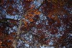 支笏湖畔「野鳥の森」の秋景色