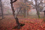 森の夕霧と秋模様
