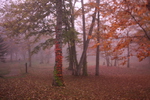 紅葉と夕霧と木を這うツタ