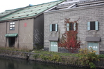 小樽運河のツタの紅葉と煉瓦倉庫
