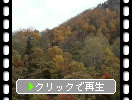 「層雲峡黒岳ロープウエイ」上りの秋景色