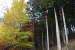 秩父「三峯神社」の秋風情
