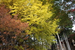 秩父「三峯神社」の秋風情