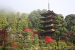 朝霧の瑠璃光寺「紅葉と五重塔」