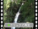 祖谷「びわの滝」と緑葉のモミジ