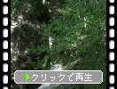 祖谷「びわの滝」と緑葉のモミジ