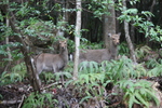 屋久島の野生鹿たち
