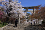 春の竈門神社