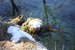 冬の忍野八海「湧池」と淡水魚