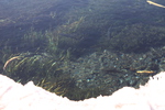冬の忍野八海「湧池」と淡水魚