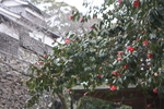 ツバキと冬の福岡城「多門櫓」