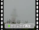 利尻島「石崎灯台」とヘラオオバコ
