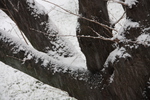 積雪した桜の幹