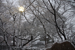 積雪の桧原桜公園
