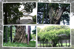 小田原城の古木たち