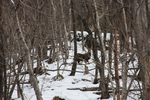 冬木立の中のエゾシカ