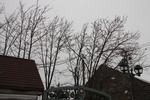冬のナナカマドの木