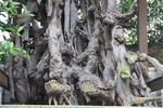 玉津島神社の「根上り松」
