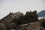 橋杭岩「列岩上の野鳥」