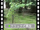 京都「龍安寺」の苔庭