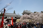 上田城址の「北櫓」と「東虎口櫓門」の春
