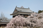 桜と上田城「南櫓」