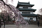 春の弘前城「天守閣」と枝垂れ桜