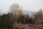 春の若葉と「岩木山」