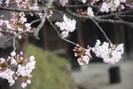津軽・弘前城の桜