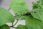 ハクサンボクの緑葉と蕾