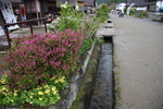 春の大内宿「用水路と花たち」