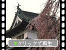 春の弘前城「天守閣」
