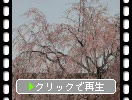 角館「武家屋敷通り」と開花した枝垂れ桜