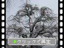 角館・武家屋敷通り「枝垂れ桜」の積雪