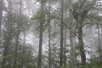 原生林を包む霧