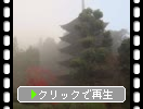 瑠璃光寺の霧雨と植物たち