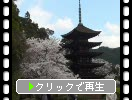 桜花期の山口「瑠璃光寺の五重塔」