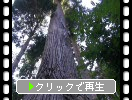 夏の榛名神社「千本杉」