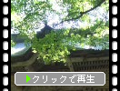 夏の榛名神社「随神門」と木漏れ日