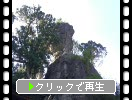 夏の榛名神社「御姿岩」と「本殿」と「植物たち」