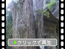 夏の榛名神社「矢立杉」