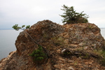 男女岩（夫婦岩）の岩場と松